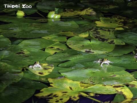 近幾天的間歇大雨，研究團隊在臺北市立動物園內的水域環境，聽到了臺北赤蛙「百蛙爭鳴」的盛況