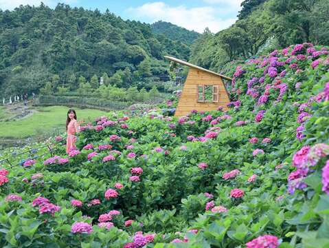 Hãy đến hồ Trúc Tử để thưởng thức hoa cẩm tú cầu!