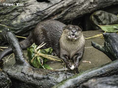 Taipei Zoo to Close June 20-30 for Summer Recess, Provide Ice Zongzi to Animals to Celebrate Dragon Boat Festival
