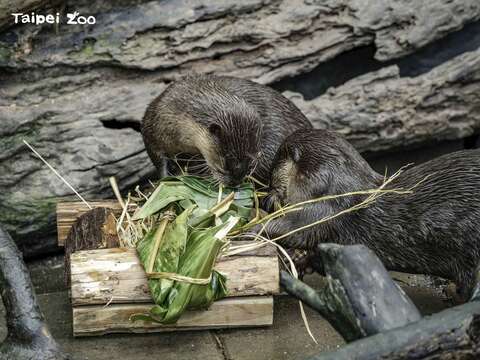 Taipei Zoo to Close June 20-30 for Summer Recess, Provide Ice Zongzi to Animals to Celebrate Dragon Boat Festival