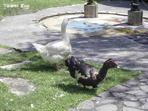 不下水「二鳥組」