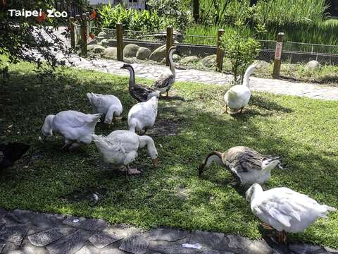 鵝群喜歡在草地上晒太陽和覓食