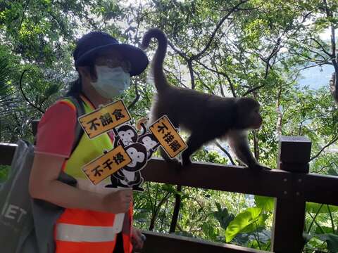 在天母古道與獼猴擦身而過