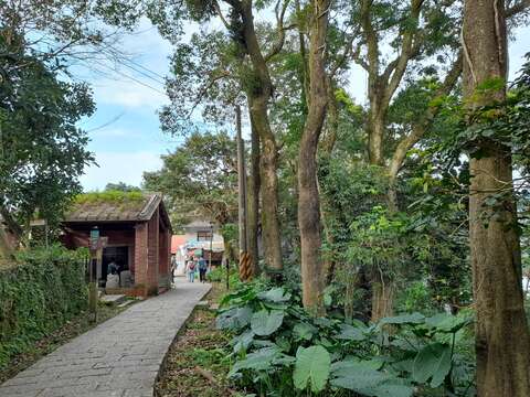 老樟樹林旁涼亭–樟樹古厝