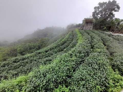 茶園風光