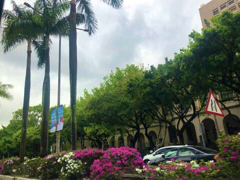 仁愛路椰子與杜鵑構成美景(圖片來源：臺北市政府工務局公園路燈工程管理處)