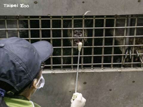 亞洲黑熊跟隨目標棒訓練(圖片來源：臺北市立動物園)