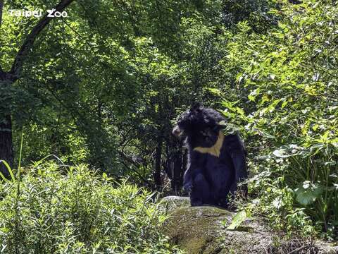 亞洲黑熊是獨居型動物，動物園除了盡可能地提供牠們活動空間，也努力豐富場內的自然環境（詹雅婷攝）(圖片來源：臺北市立動物園)