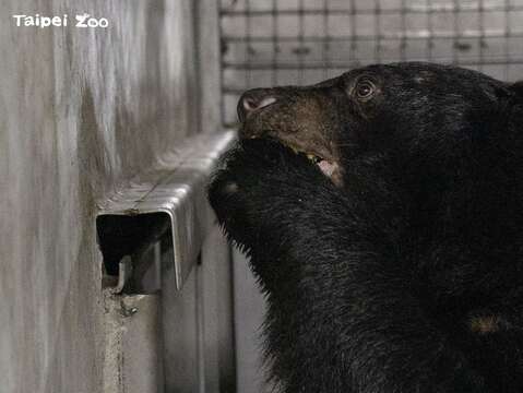 保育員將食物分散擺放，讓黑熊自己尋找(圖片來源：臺北市立動物園)