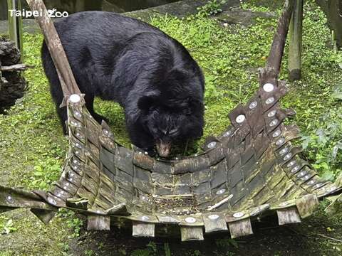 黑熊喜歡在吊床上小憩一下（詹雅婷攝）(圖片來源：臺北市立動物園)