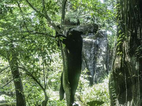 黑熊很擅長爬樹(圖片來源：臺北市立動物園)