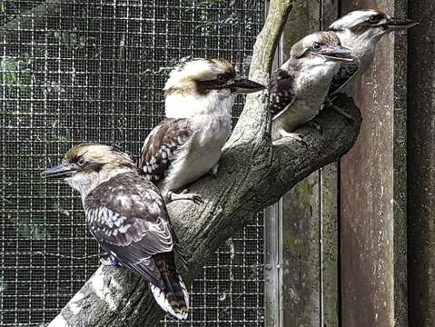 笑翠鳥一家感情融洽(由左至右分別為小黃、小藍、鳥媽媽、小綠、鳥爸爸)（符成棟攝）