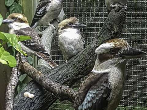 笑翠鳥全家福（符成棟攝）