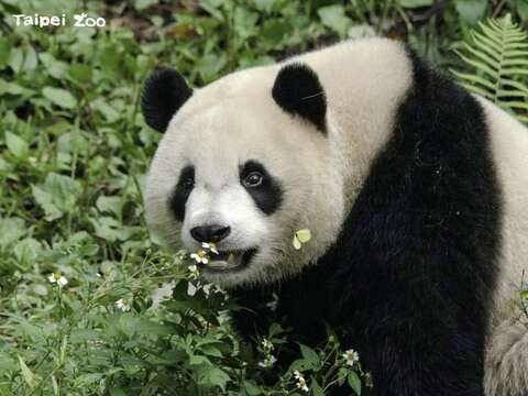 2歲的「圓寶」天真爛漫(詹德川攝)(圖片來源：臺北市立動物園)