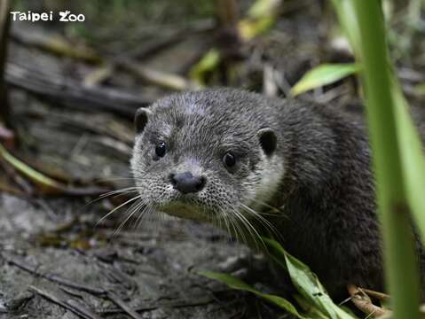 歐亞水獺「莎夏」是7月9日生日(梁彧禎攝)(圖片來源：臺北市立動物園)