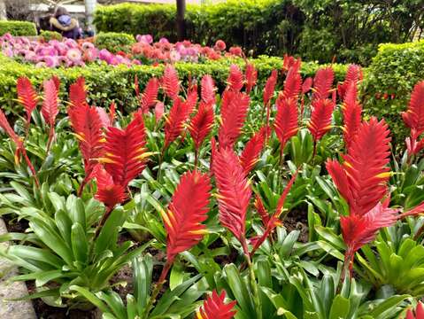 大紅的玉扇鳳梨帶來熱鬧吉祥的氛圍(圖片來源：臺北市政府工務局公園路燈工程管理處)