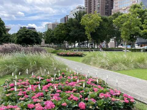繡球花在綠地襯托下格外耀眼(圖片來源：臺北市政府工務局公園路燈工程管理處)