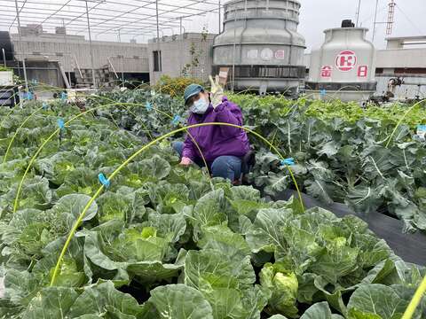 每棵蔬菜都长得非常漂亮大颗(图片来源：台北市政府产业发展局)