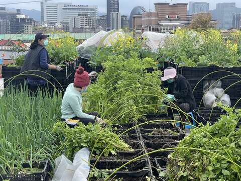 Training for Rooftop Gardeners at TPL Donghu Branch