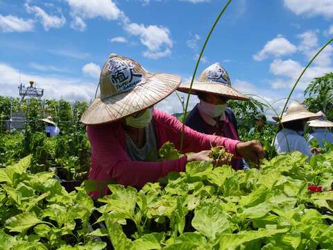 Training for Rooftop Gardeners at TPL Donghu Branch