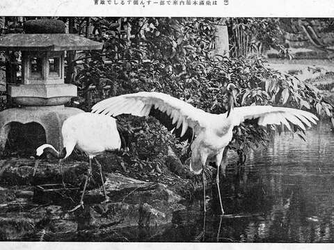 这并不是台湾第一次繁殖丹顶鹤，台湾照养丹顶鹤的纪录最早在台湾总督官邸(照片出自「台北动物园写真帖」)(图片来源：台北市立动物园)