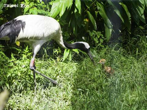 媽媽「KIKA」負責大部份餵養的責任(圖片來源：臺北市立動物園)