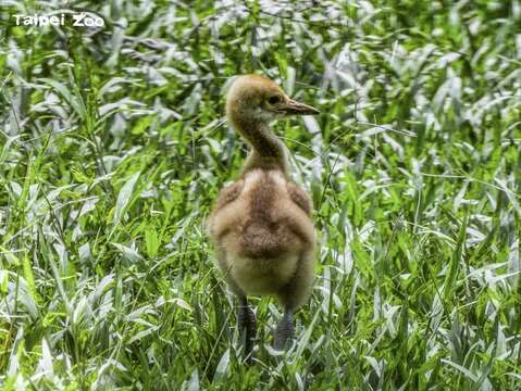 現任釧路市動物園鈴木貴博園長聽到消息後，除了恭賀丹頂鶴寶寶的誕生，也祝福牠能健康成長(圖片來源：臺北市立動物園)