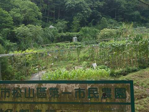 步道沿途可見臺北市松山區第一市民農園(圖片來源：臺北市政府工務局大地工程處)
