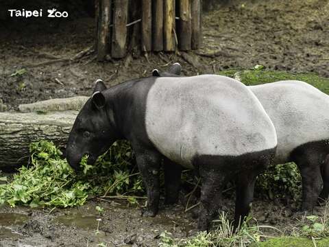 台北市立動物園 7月8月は土曜日夜間開園