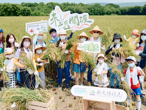 「2022來稻關渡—收稻體驗」登場，大小朋友開心參與(圖片來源：臺北市政府觀光傳播局)