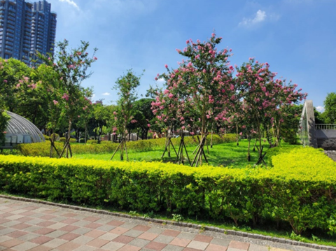大安森林公園靠信義路側的紫薇綻放，看起來格外的脫俗亮眼。(圖片來源：臺北市政府工務局公園路燈工程管理處)