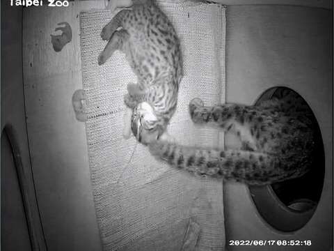 「平平」將寶寶放回巢箱後，不忘幫自己帶幾乳鼠當宵夜(圖片來源：臺北市立動物園)