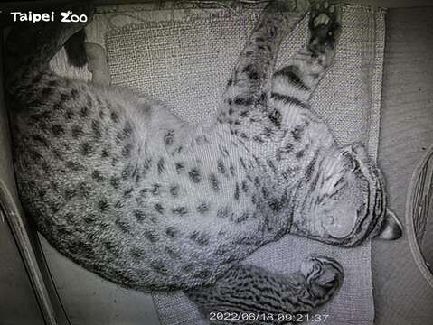 「平平」和寶寶熟睡中(圖片來源：臺北市立動物園)
