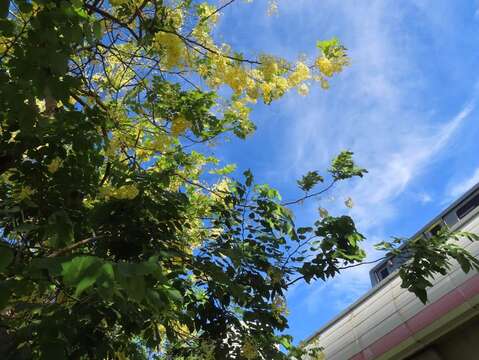 北投捷運線形公園的阿勃勒花枝伸向雲端(圖片來源：臺北市政府工務局公園路燈工程管理處)