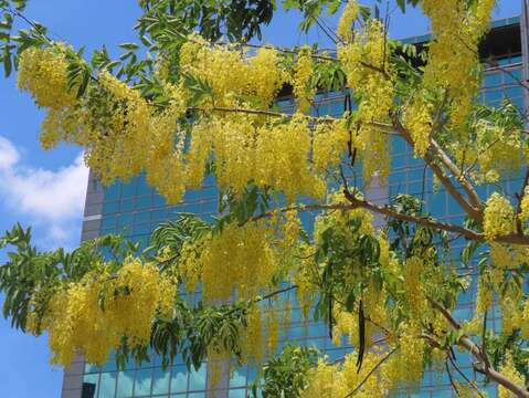 阿勃勒盛開景象(圖片來源：臺北市政府工務局公園路燈工程管理處)