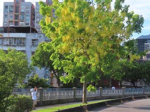 站在磺港溪旁北投64號綠地內，阿勃勒美照唾手可得(圖片來源：臺北市政府工務局公園路燈工程管理處)