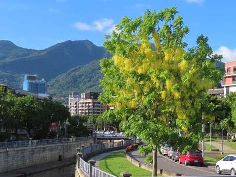 磺港溪旁盛開的阿勃勒有大屯山美景加持(圖片來源：臺北市政府工務局公園路燈工程管理處)
