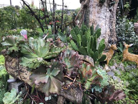 仙人掌也是多肉植物類。(圖片來源：臺北市政府工務局公園路燈工程管理處)