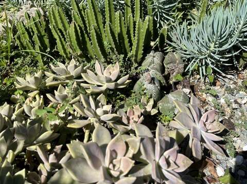 各式各樣的多肉植物。(圖片來源：臺北市政府工務局公園路燈工程管理處)