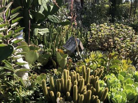 兼具耐熱、耐旱、耐雨的多肉植物型態百變。(圖片來源：臺北市政府工務局公園路燈工程管理處)