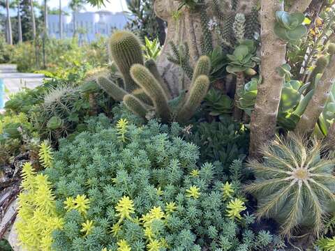 多肉植物穿梭的歐式古典廊柱、高杯盆及花叢中，走過、路過，不要錯過。(圖片來源：臺北市政府工務局公園路燈工程管理處)