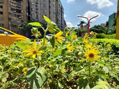 如夏日太陽一般熱情奔放的向日葵(圖片來源：臺北市政府工務局公園路燈工程管理處)