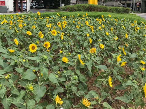 點亮尋常路口的特色花卉-向日葵(圖片來源：臺北市政府工務局公園路燈工程管理處)
