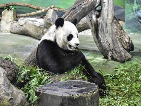 「圓圓」：吃飽了才有力氣玩呀！(圖片來源：臺北市立動物園)