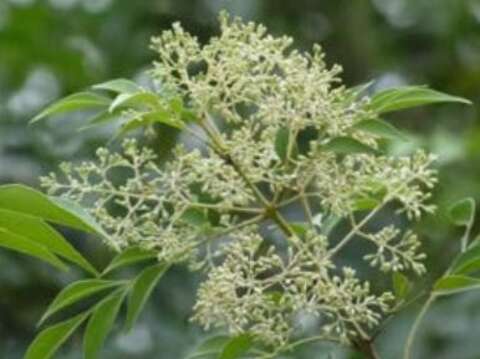 光蠟樹之花序(圖片來源：臺北市政府工務局公園路燈工程管理處)
