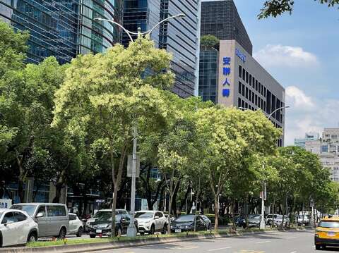 光臘樹結滿雪白的果莢(圖片來源：臺北市政府工務局公園路燈工程管理處)