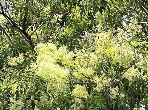 光蠟樹果莢(圖片來源：臺北市政府工務局公園路燈工程管理處)