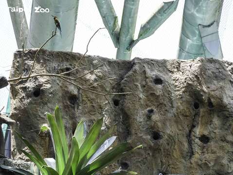 仿岩巢區的表面設置了許多個巢洞(圖片來源：臺北市立動物園)