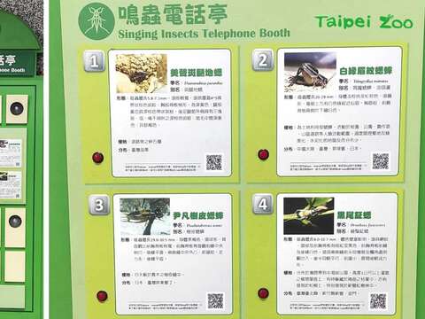 「鳴蟲電話亭」：透過按鈕選擇，聽聽看不同種蟋蟀的叫聲(圖片來源：臺北市立動物園)