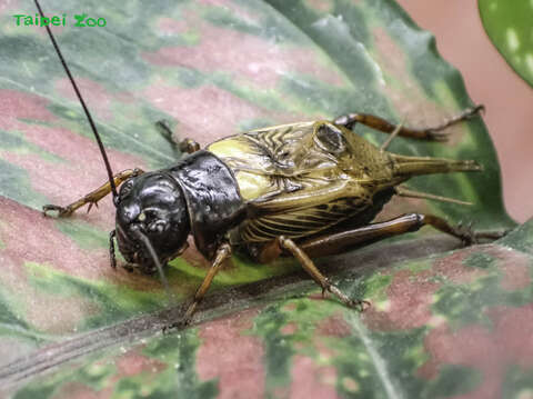 昆蟲館內的「土壤昆蟲區」可近距離地觀察到黃斑黑蟋蟀本尊哦！(圖片來源：臺北市立動物園)